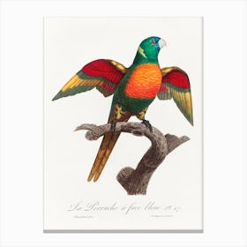 The Blue Headed Parrot Natural History Of Parrots, Francois Levaillant Canvas Print