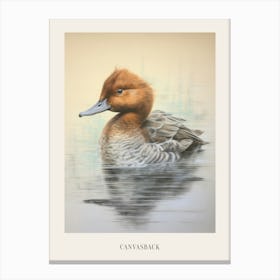 Vintage Bird Drawing Canvasback 1 Poster Canvas Print