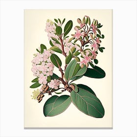 Mountain Laurel Wildflower Vintage Botanical Canvas Print