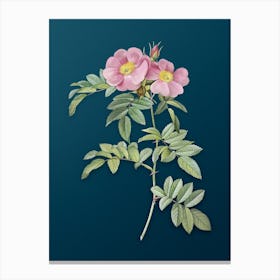 Absdw Vintage Shining Rosa Lucida Botanical Art On Teal Blue N Canvas Print