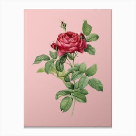 Vintage Red Gallic Rose Botanical on Soft Pink n.0318 Canvas Print