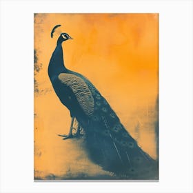 Orange & Blue Peacock Canvas Print