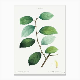 Eared Willow, Pierre Joseph Redoute Canvas Print