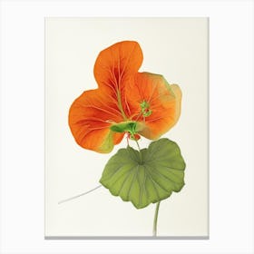 Nasturtium Herb Pencil Colour Canvas Print