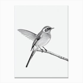 European Robin B&W Pencil Drawing 2 Bird Canvas Print