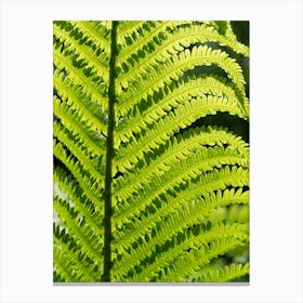 Lush green fern leaf, botanical close-up Canvas Print