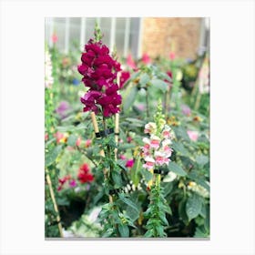 Foxgloves Canvas Print