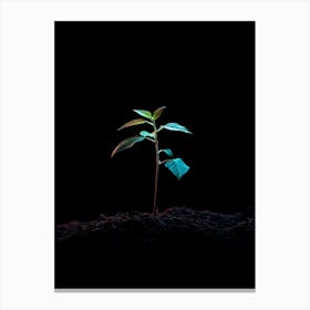 Small Green Plant On Black Background 16 Canvas Print