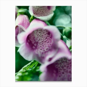 Foxglove Pink Flower (2010) Canvas Print