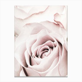 Pink Rose_2066830 Canvas Print