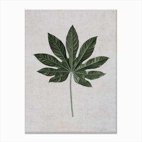 Aralia Leaf Canvas Print
