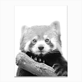 Little Red Panda in Canvas Print