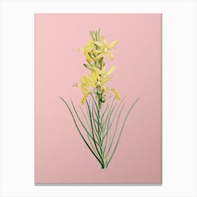 Vintage Yellow Asphodel Botanical on Soft Pink n.0437 Canvas Print