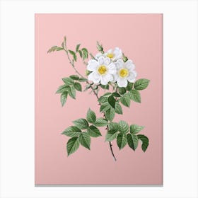 Vintage White Rosebush Botanical on Soft Pink n.0403 Canvas Print