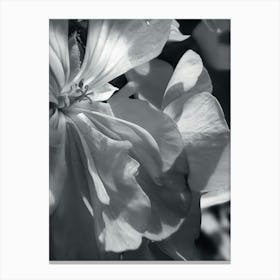 Close up flower Canvas Print