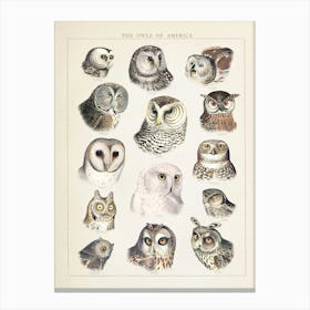 Owls Vintage Illustration Canvas Print