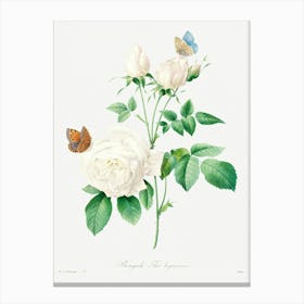 White Rose, Pierre Joseph Redoute Canvas Print