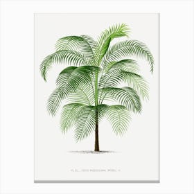 Kerchove 4 Les Palmiers Canvas Print