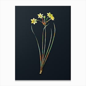 Vintage Rush Daffodil Botanical Watercolor Illustration on Dark Teal Blue n.0161 Canvas Print