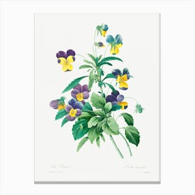 Wild Pansy, Pierre Joseph Redoute Canvas Print