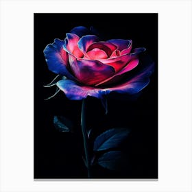 Pink Rose 8 Canvas Print