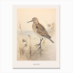 Vintage Bird Drawing Dunlin 2 Poster Canvas Print