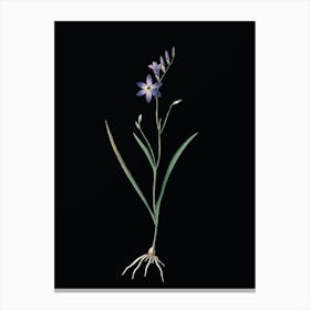 Vintage Ixia Secunda Botanical Illustration on Solid Black n.0374 Canvas Print