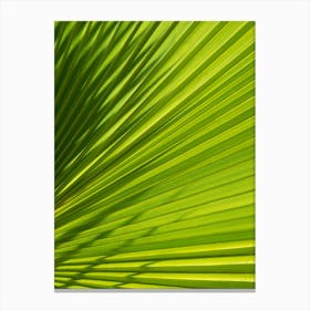 Green palm leaf texture and shadows Canvas Print