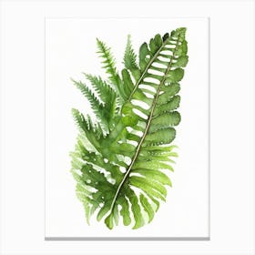 Shield Fern Wildflower Watercolour 1 Canvas Print