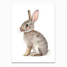 American Sable Rabbit Kids Illustration 3 Canvas Print