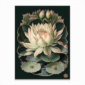 Water Lily 2 Floral Botanical Vintage Poster Flower Canvas Print
