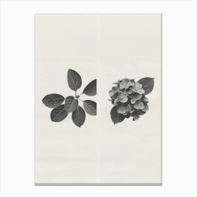 Hydrangea Flower Photo Collage 1 Canvas Print