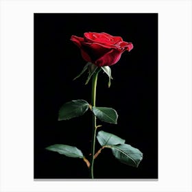 Red Rose On Black Background 45 Canvas Print