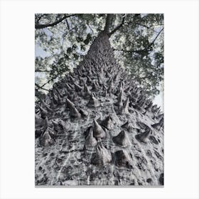 Tree With Spikes Canvas Print