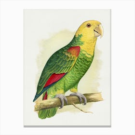 Parrot 32 Canvas Print