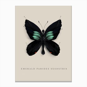 Butterfly No8 Canvas Print