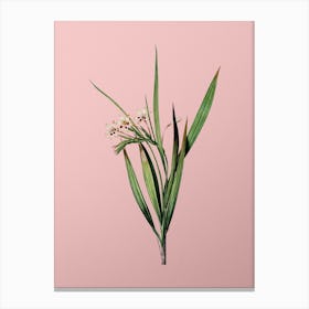 Vintage White Baboon Root Botanical on Soft Pink n.0199 Canvas Print