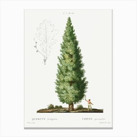 English Oak, Quercus Fastigiata, Pierre Joseph Redoute Canvas Print