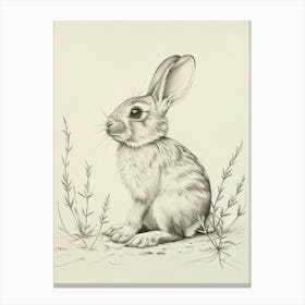 Mini Satin Rabbit Drawing 4 Canvas Print