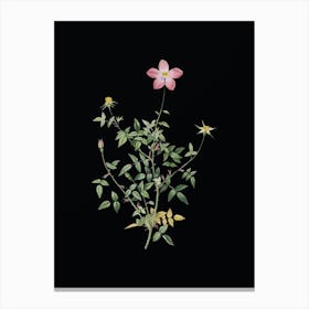Vintage Single Dwarf Chinese Rose Botanical Illustration on Solid Black n.0263 Canvas Print