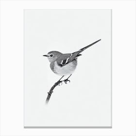 Robin B&W Pencil Drawing 2 Bird Canvas Print