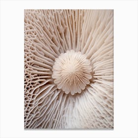 Mushroom Photography 7 Canvas Print