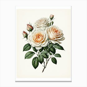 Vintage Galleria Style Rose Art Painting 12 Canvas Print