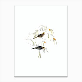Vintage Graceful Honeyeater Bird Illustration on Pure White n.0264 Canvas Print