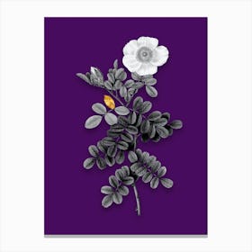 Vintage Macartney Rose Black and White Gold Leaf Floral Art on Deep Violet Canvas Print