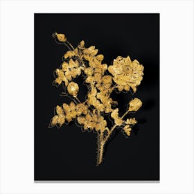 Vintage White Burnet Roses Botanical in Gold on Black n.0346 Canvas Print