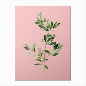 Vintage Fontanesia Phillyreoides Botanical on Soft Pink Canvas Print
