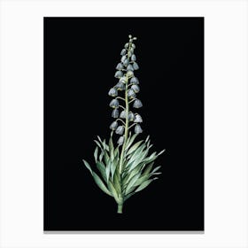 Vintage Persian Lily Botanical Illustration on Solid Black n.0396 Canvas Print