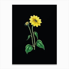 Vintage Trumpet Stalked Sunflower Botanical Illustration on Solid Black n.0503 Canvas Print