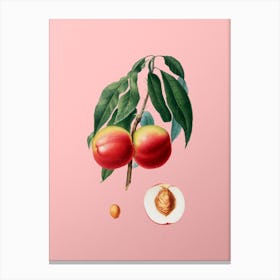 Vintage Peach Botanical on Soft Pink 1 Canvas Print